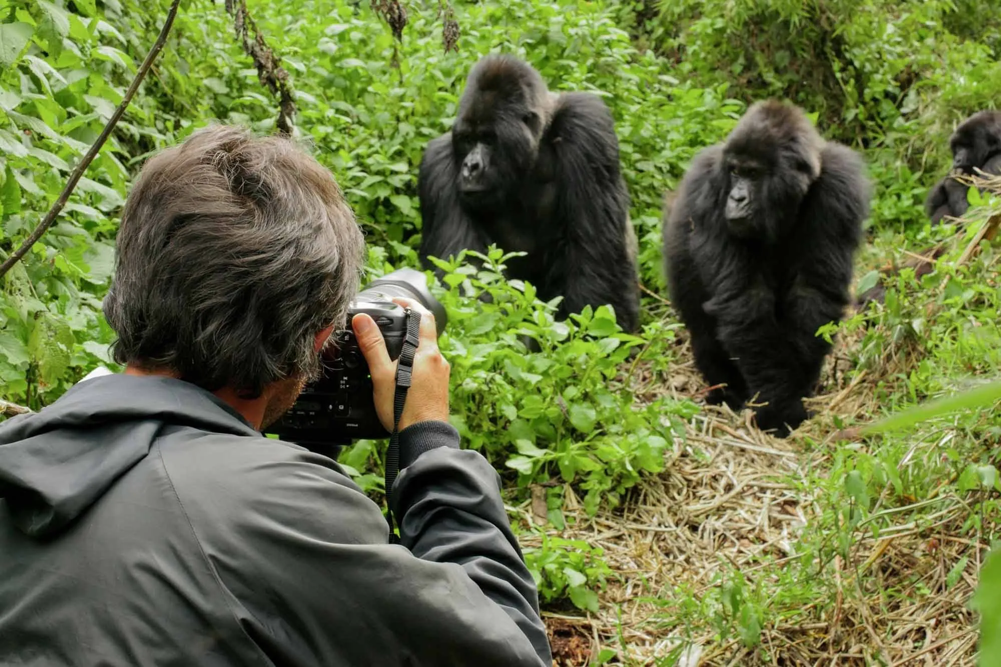 Romantic Experiences Beyond Gorilla Trekking WebP