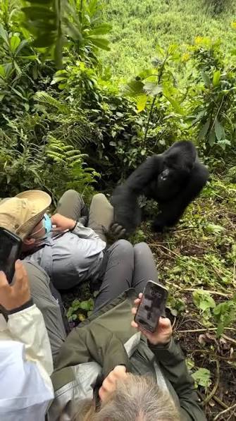 Romantic Gorilla Trekking Experience Volcanoes NP 2