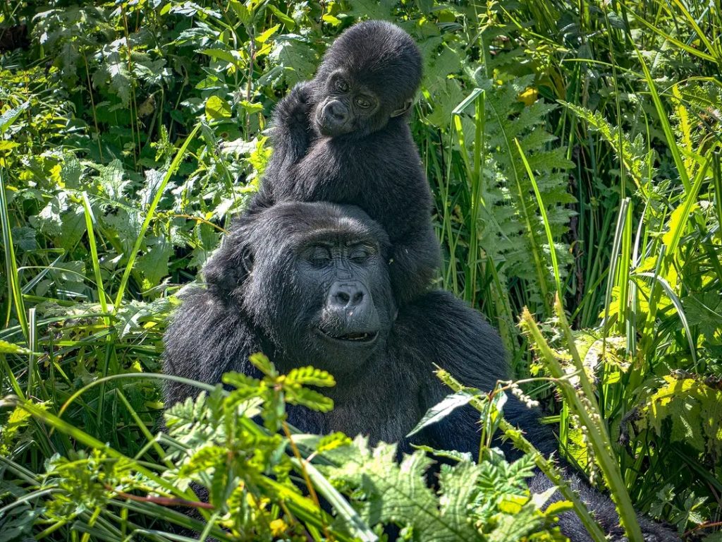 Romantic Gorilla Trekking Experience Volcanoes National Park