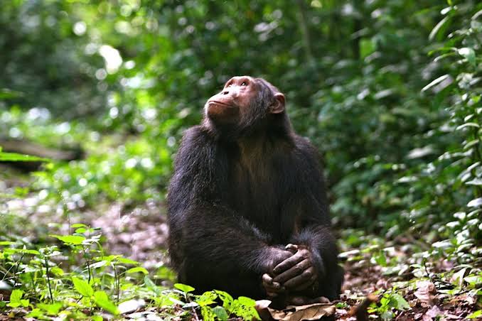 Romantic Safari Lodges and Exclusive Experiences