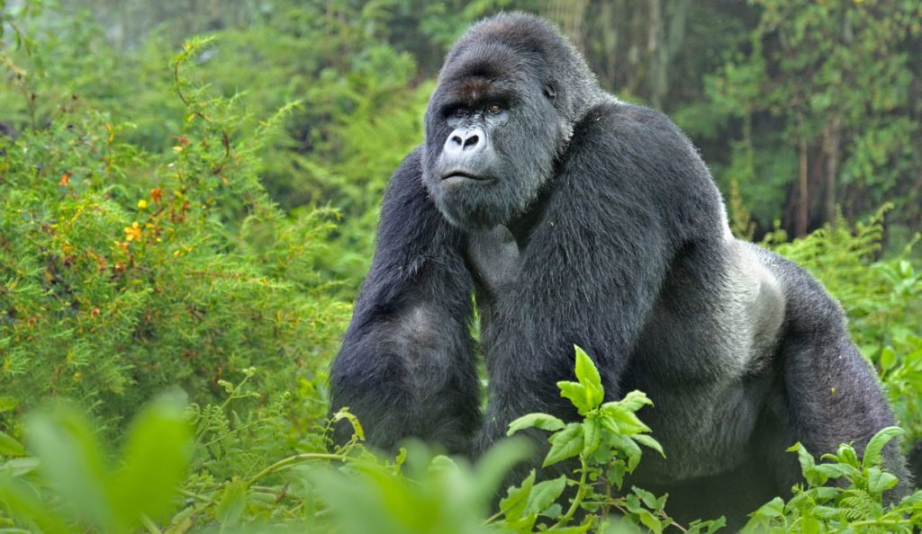 Rwanda Gorilla Trekking for Honeymooners 1