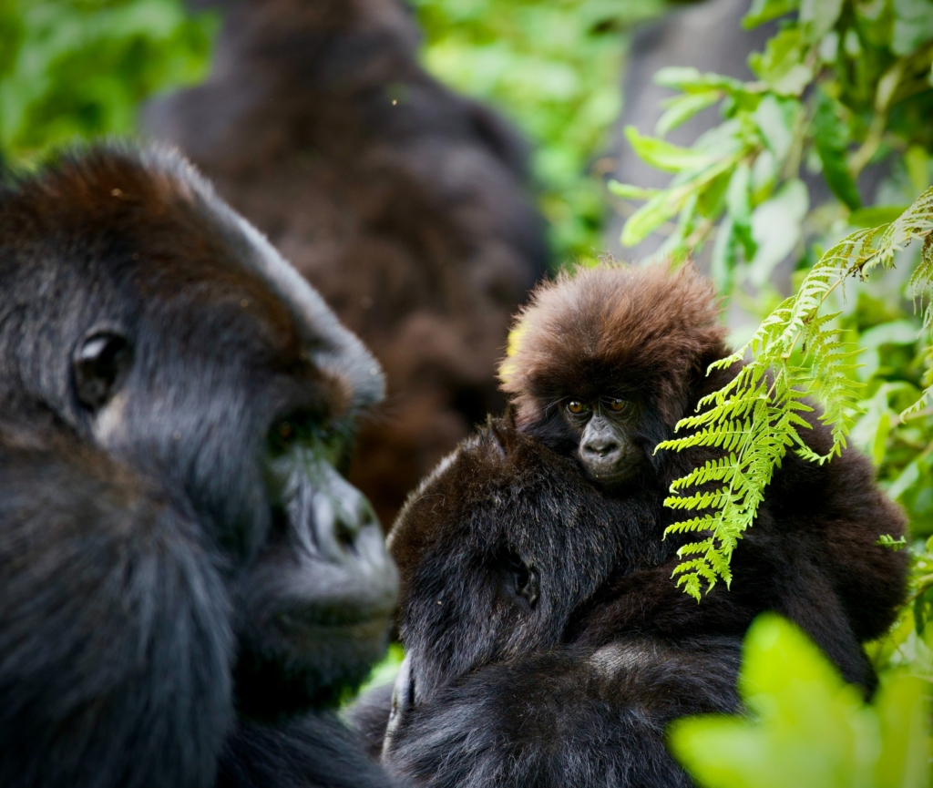Rwanda Wildlife and Gorilla Honeymoon