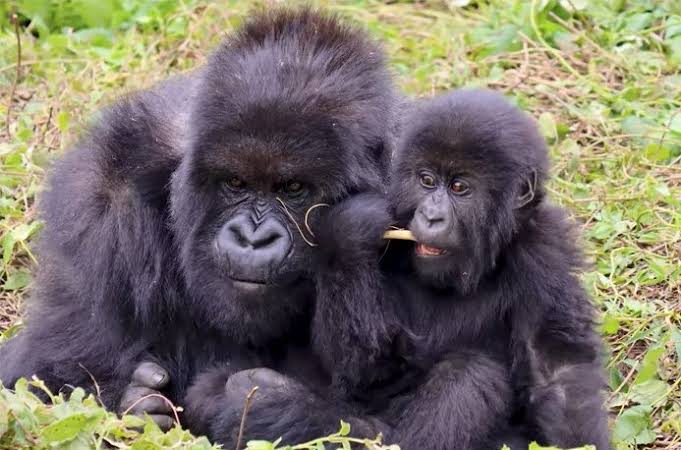 Sample Uganda Gorilla and Wildlife Honeymoon Itineraries