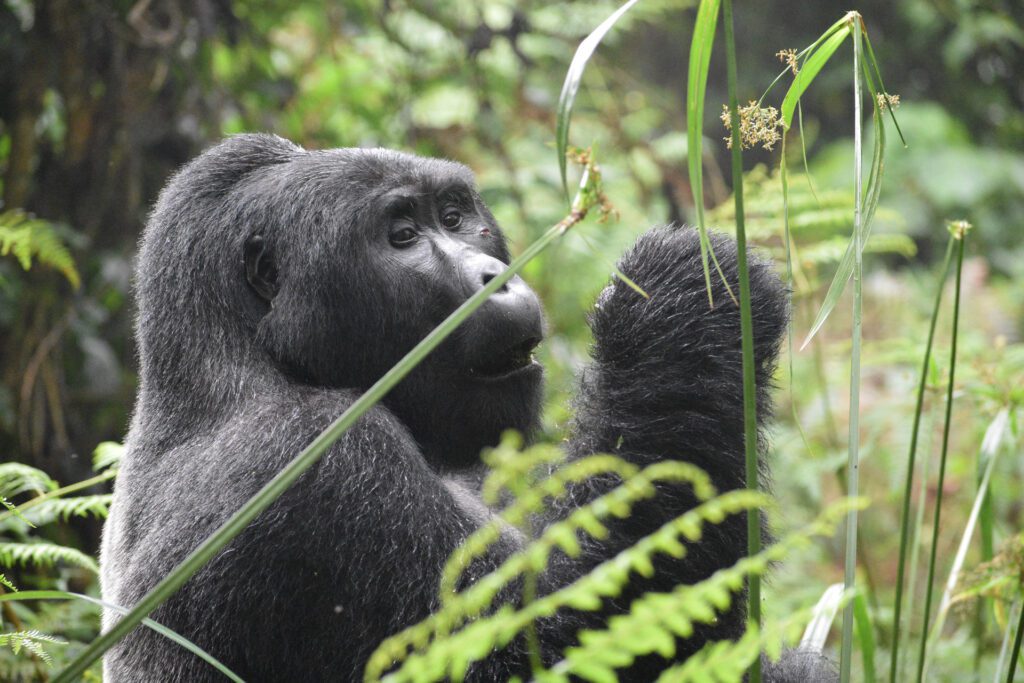 Sample Uganda Gorilla and Wildlife Honeymoon Itineraries
