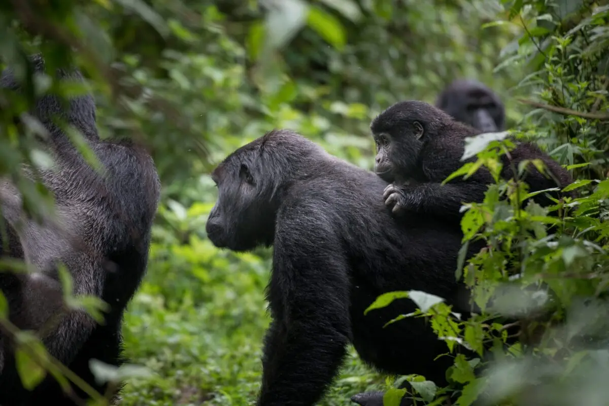 Sample Uganda Gorilla and Wildlife Honeymoon Itineraries