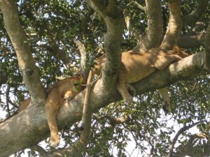 The Famous Tree Climbing Lions of Ishasha