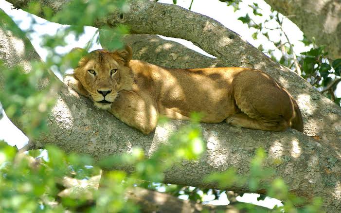 The Famous Tree Climbing Lions of Ishasha