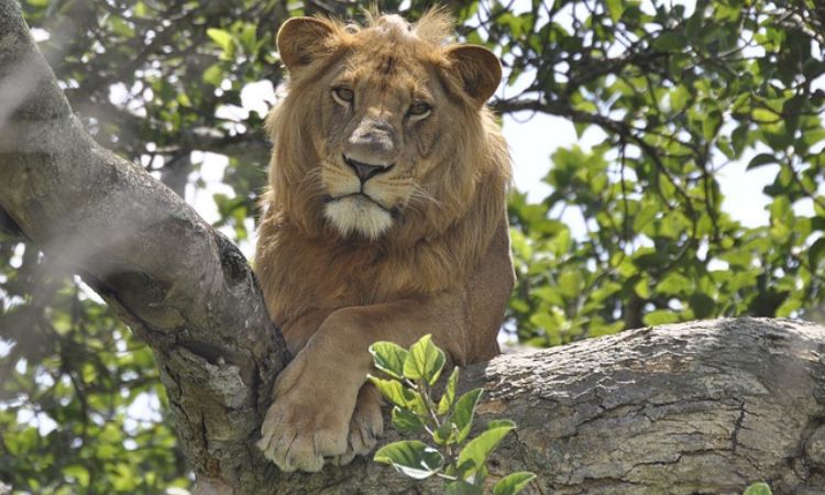 The Famous Tree Climbing Lions of Ishasha