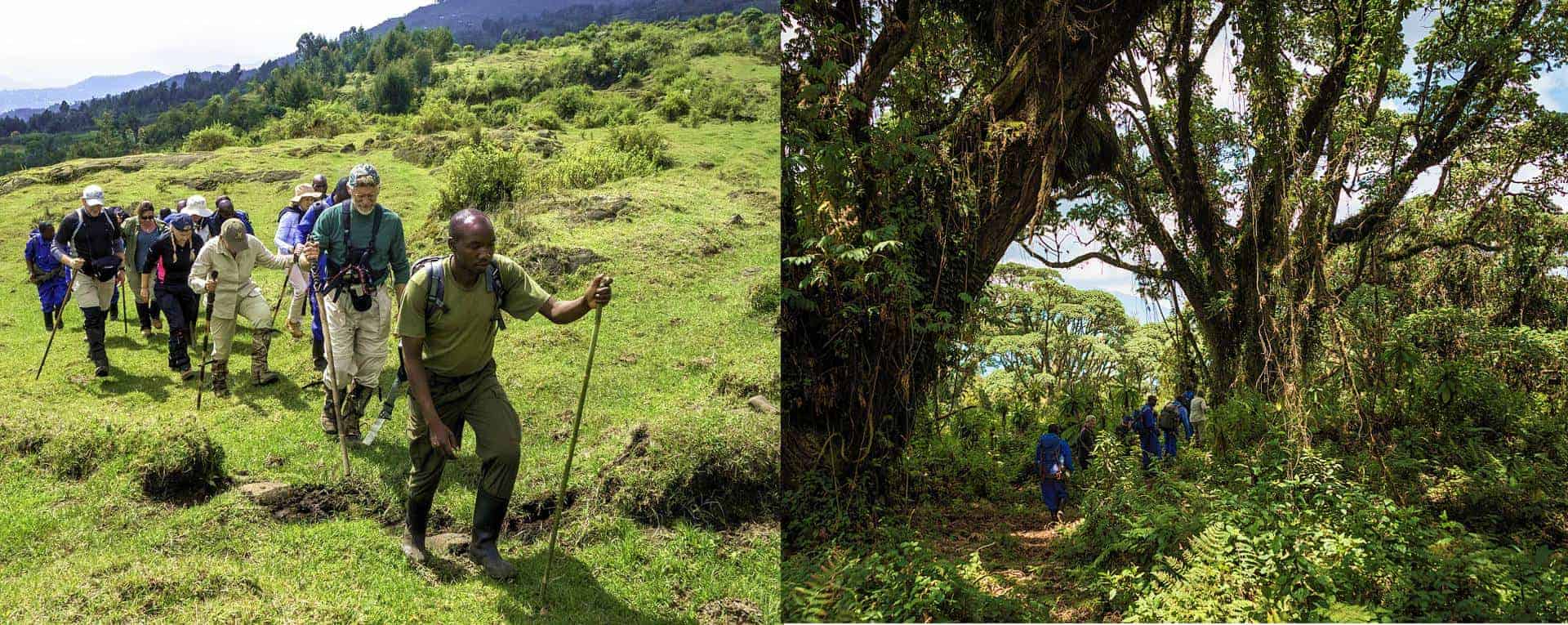 The forest trek is a deeply immersive experience that combines adventure, 