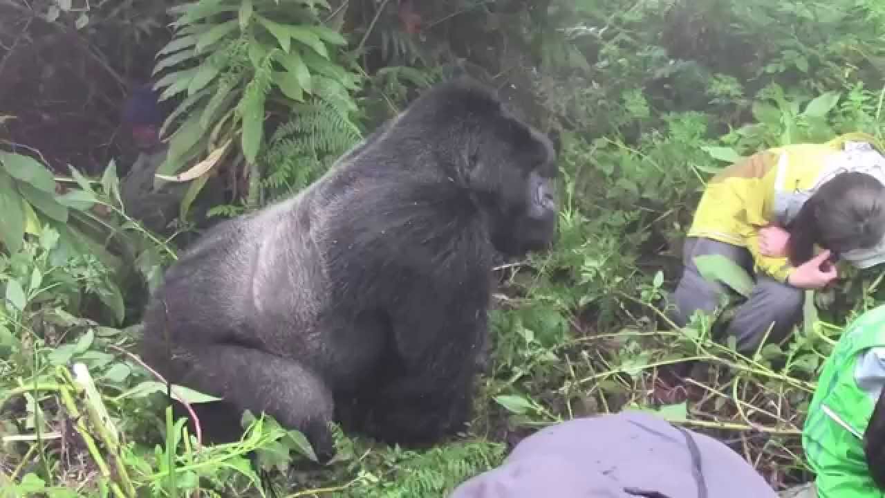 The highlight of Rwanda Gorilla Trekking for Honeymooners is the unforgettable moment when the gorilla family is finally found. A 