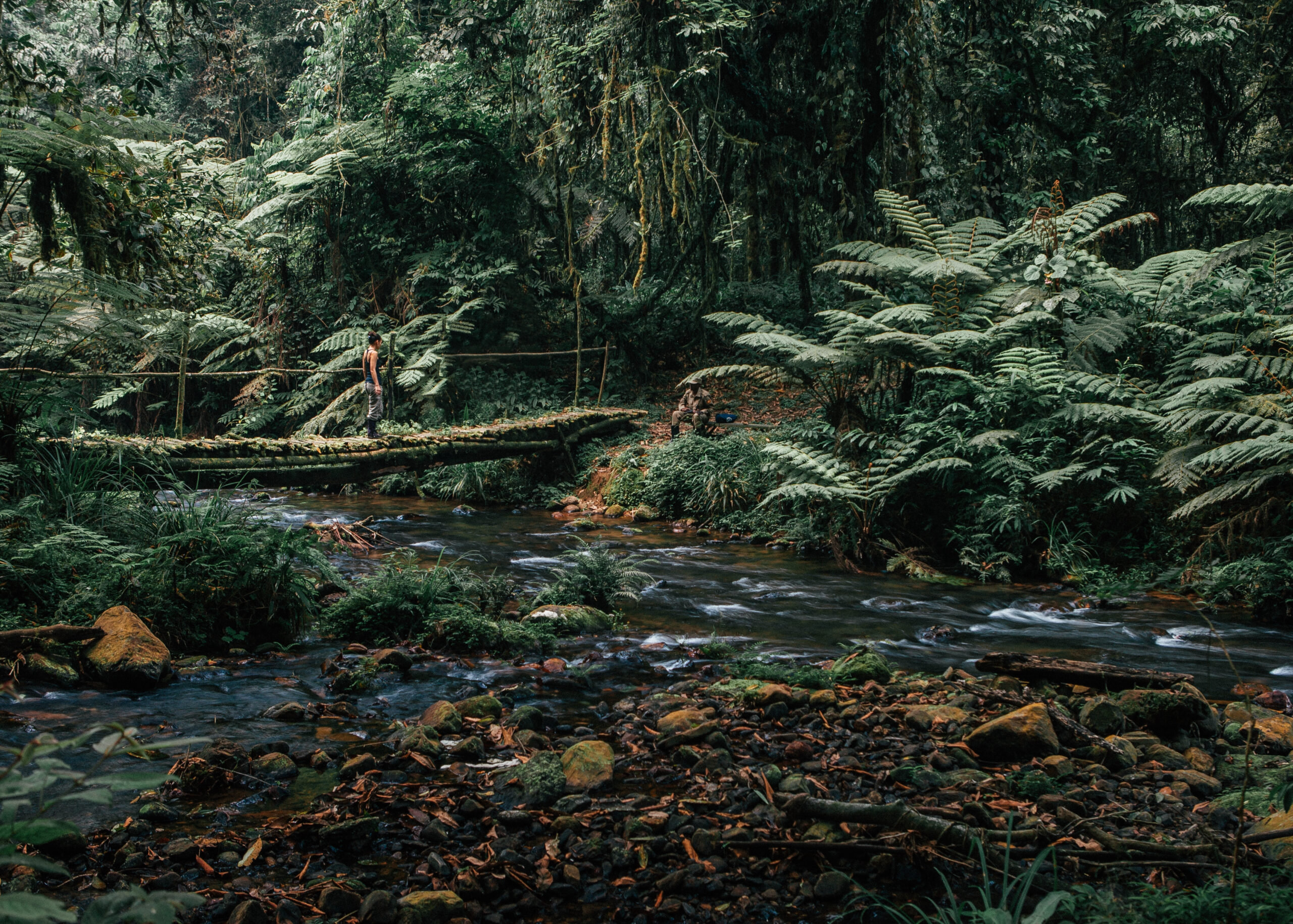 The Romantic Appeal of Uganda's Rainforests