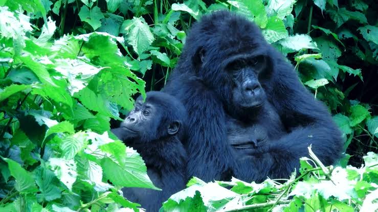 Gorilla Trekking Bwindi Experience