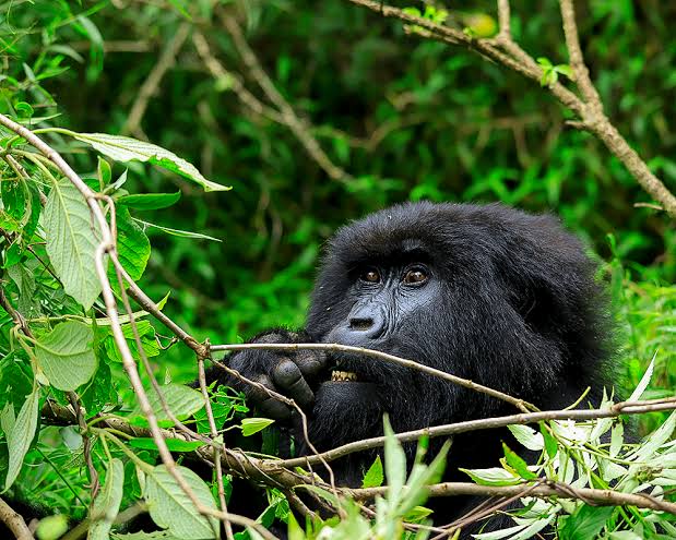 Gorilla Trekking Bwindi Experience