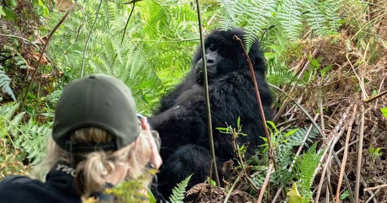 Gorilla Trekking Bwindi Experience