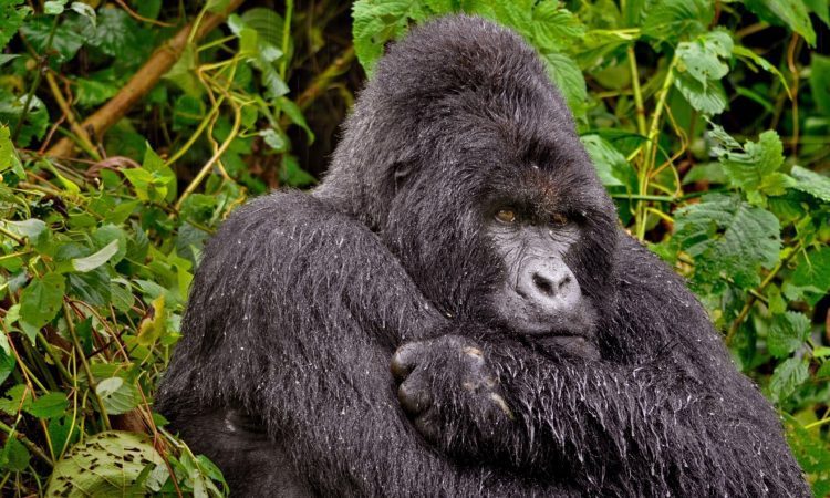 The wet seasons transform Uganda into a lush, quiet, and deeply romantic landscape. Forests become greener, mist rises over hills, and tourist crowds are fewer. This creates a