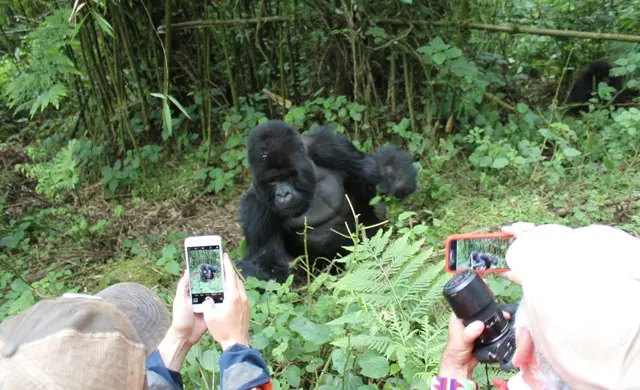 Why Choose a Gorilla Trekking Honeymoon in Rwanda WebP
