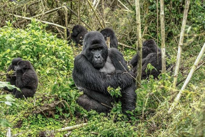 Why Choose a Rwanda Wildlife and Gorilla Honeymoon 1