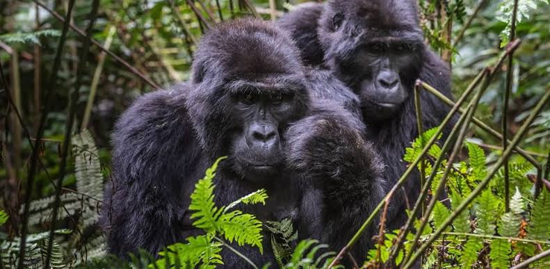 Why Choose a Rwanda Wildlife and Gorilla Honeymoon 2