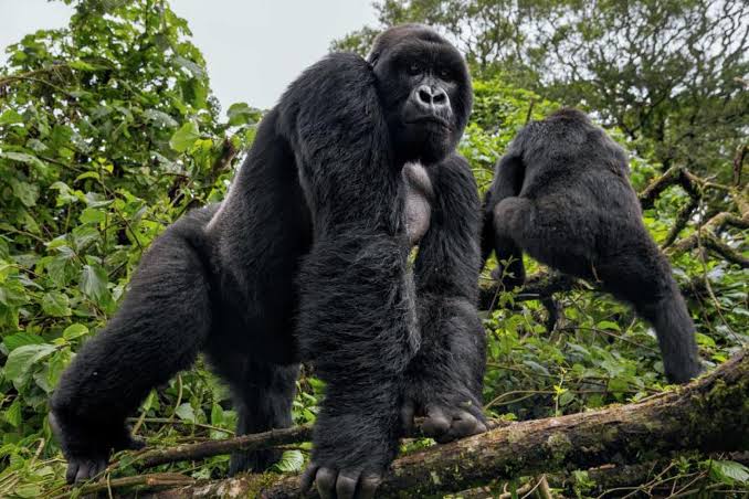 Wildlife Encounters Beyond Gorillas