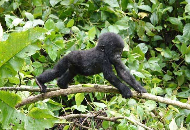 Wildlife Encounters Beyond Gorillas