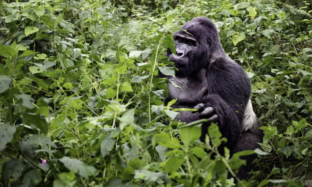 Wildlife Encounters Beyond Gorillas