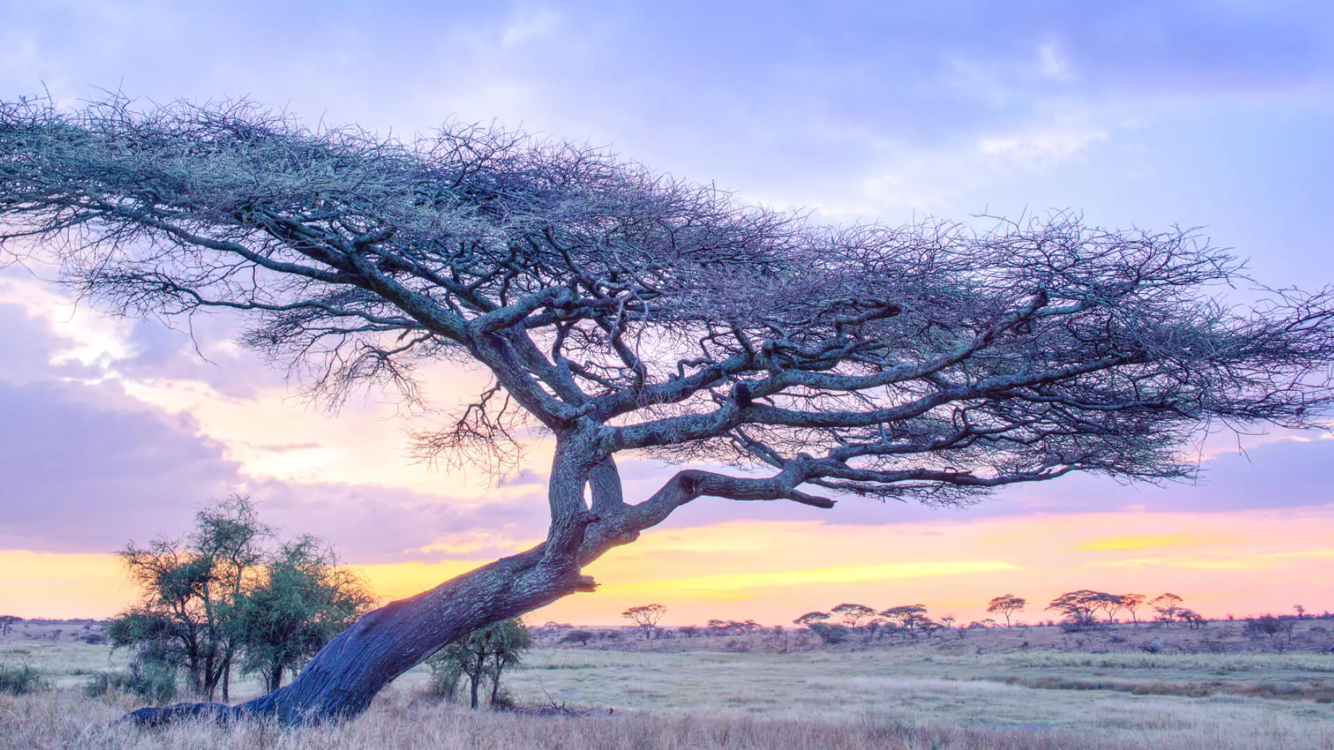 Luxury 7 Day Tanzania Honeymoon Safari Itinerary