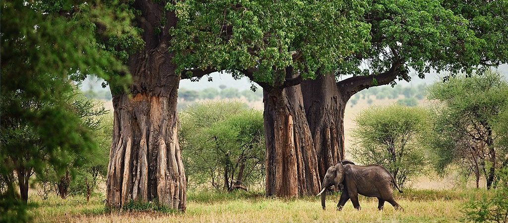 Tarangire National Park offers quieter safari experiences, making it an ideal destination for couples seeking privacy and exclusivity. Famous for its enormous elephant herds, giant baobab trees, seasonal wetlands, and exceptional birdlife, the park provides a peaceful atmosphere away from larger tourist crowds. Many honeymooners appreciate Tarangire's tranquil environment, where luxury safari lodges offer personalized service, elegant suites, outdoor showers, and romantic bush dinners. The slower pace allows couples to fully immerse themselves in nature while enjoying intimate