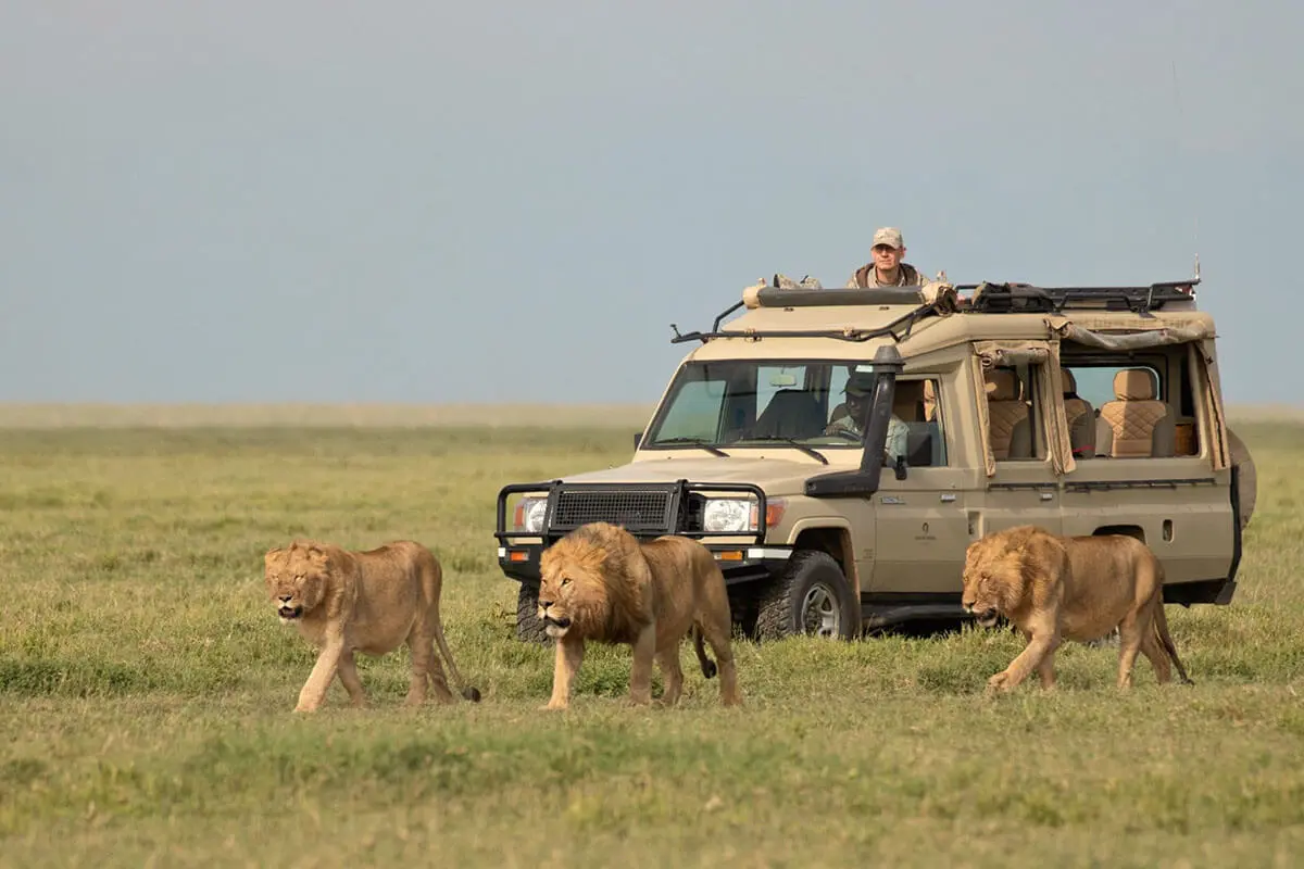 Affordable Tanzania Honeymoon Safari for Couples