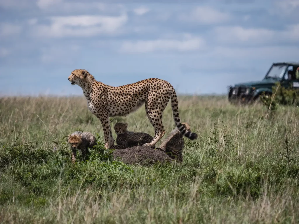 Best Time for Tanzania Honeymoon Safaris WebP