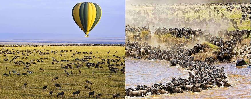 Best Time for a Great Migration Honeymoon Safari