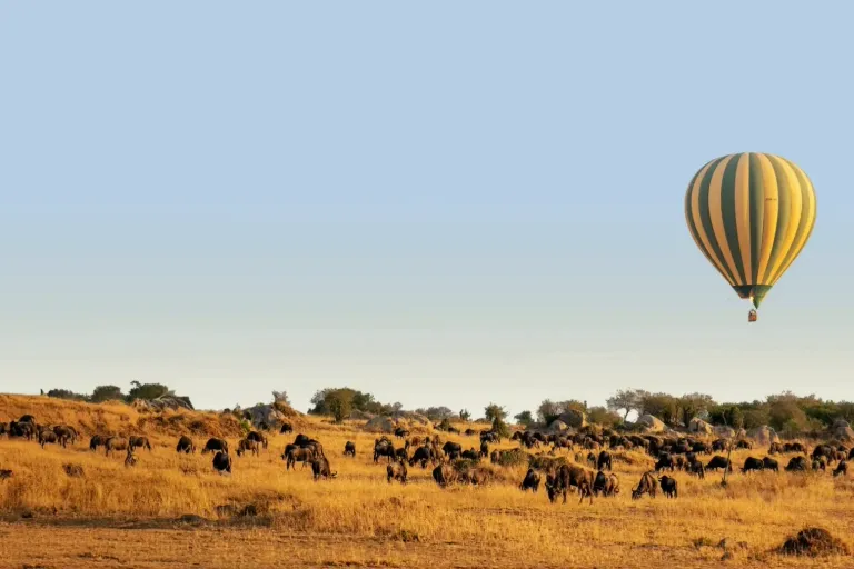 Best Time for a Great Migration Honeymoon Safari WebP