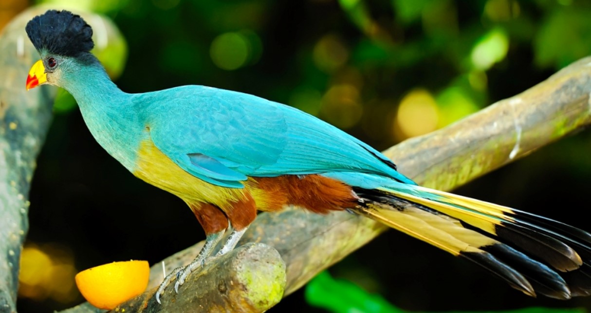 Romantic Birdwatching Experience on a Tanzania Honeymoon Safari