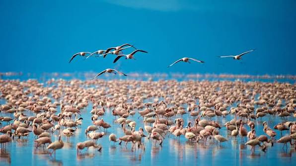 Birdwatching During a Lake Manyara Honeymoon Safari