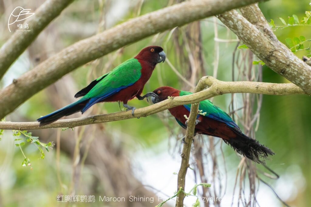 Birdwatching During Your Honeymoon in Tarangire National Park