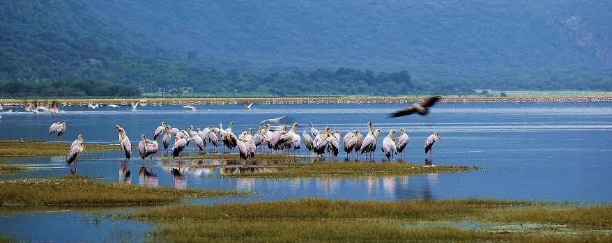 Luxury Honeymoon Safari Combining Lake Manyara and Serengeti