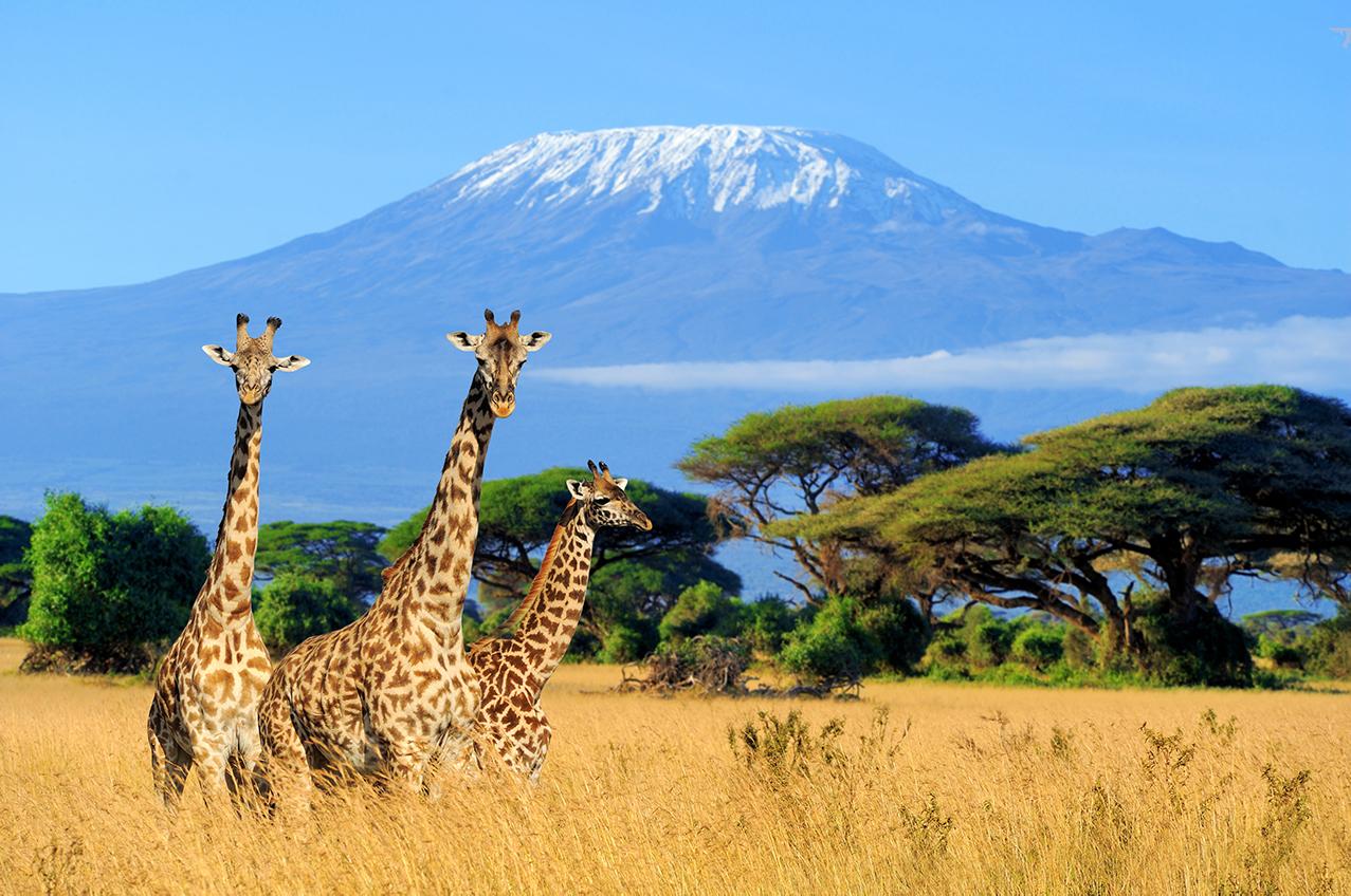 Discover Tanzania’s World Class Safari Destinations 1