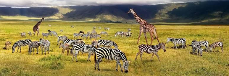 Discover Tanzania’s World Class Safari Destinations 2