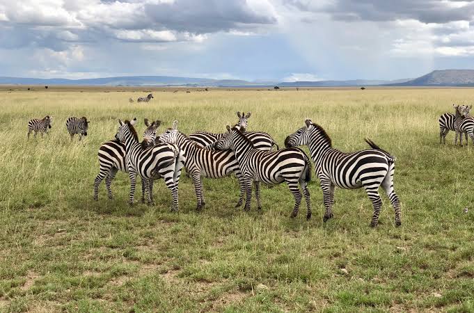Discover the Serengeti