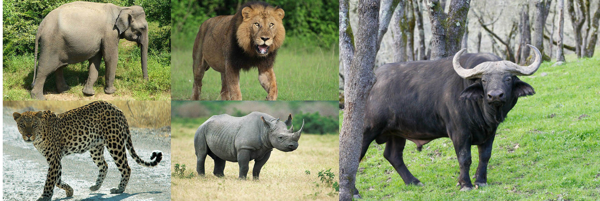 Encounter the Iconic Big Five on Safari