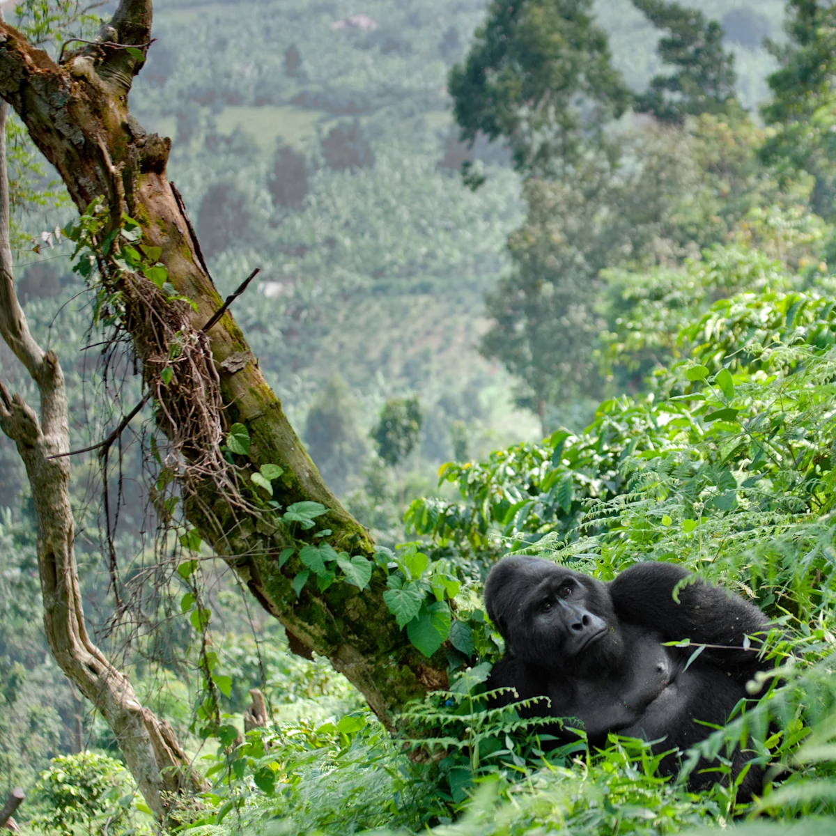 Exclusive Romantic Experiences Beyond Gorilla Trekking WebP
