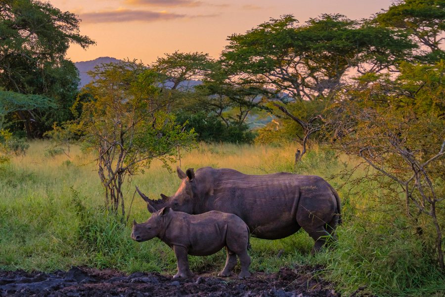 Extraordinary Wildlife Encounters 1