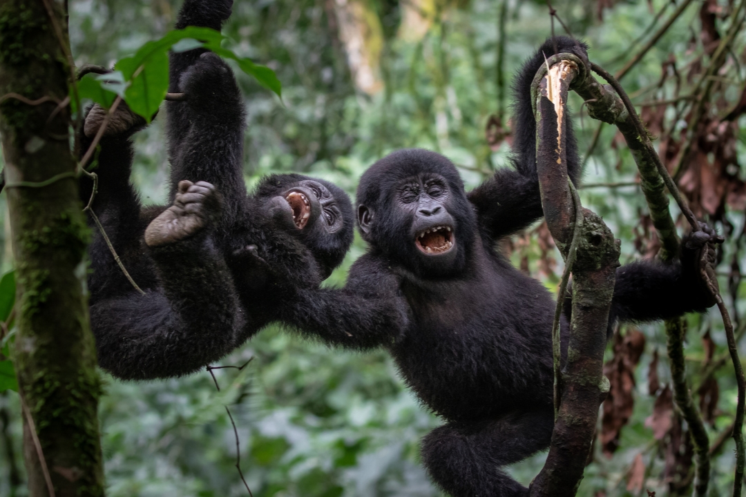 Romantic Gorilla Trekking Safari in Uganda