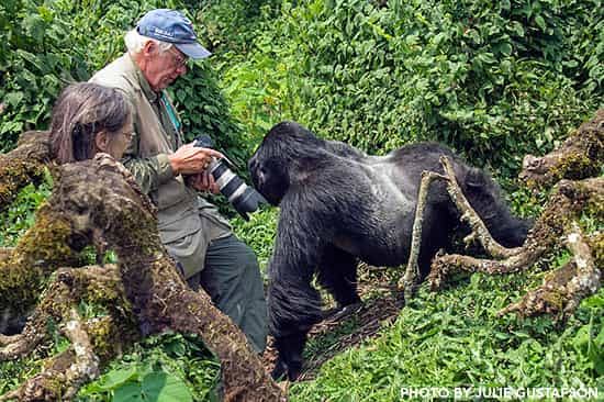 Mountain Gorilla Trekking Experience in Uganda