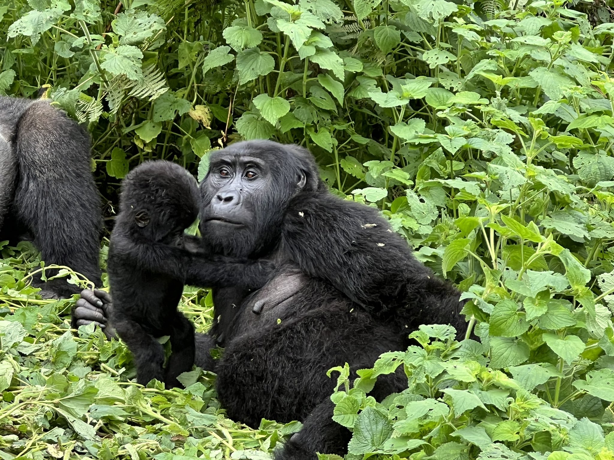 Gorilla Trekking in Uganda