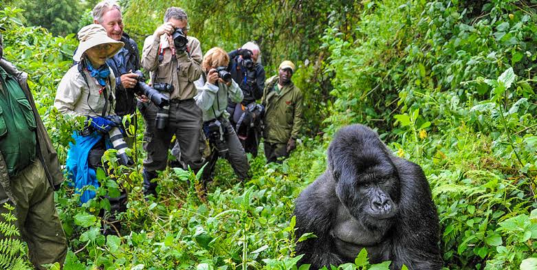 Gorilla Trekking vs Traditional Safari