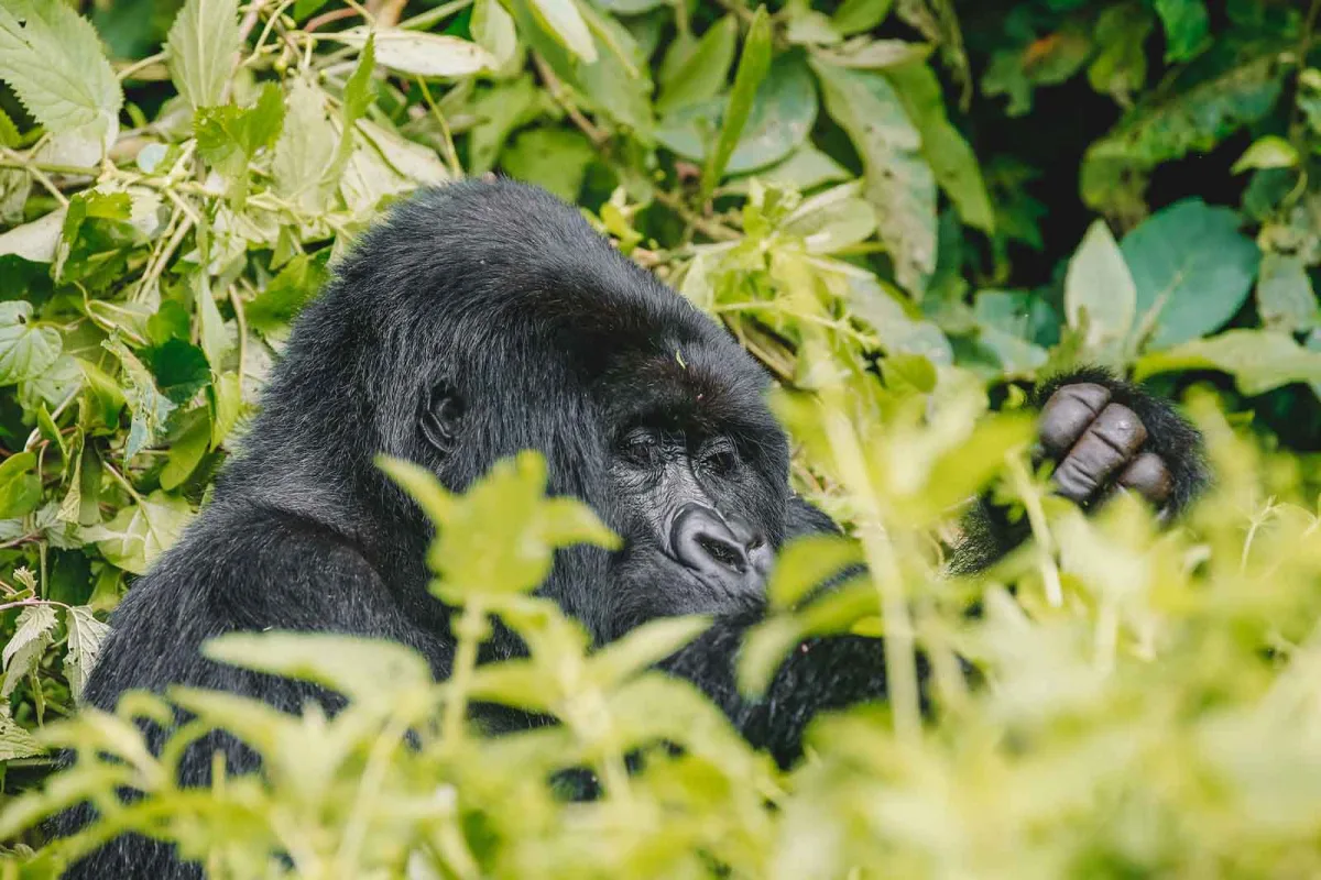 Gorilla Trekking vs Traditional Safari for Honeymoon Couples