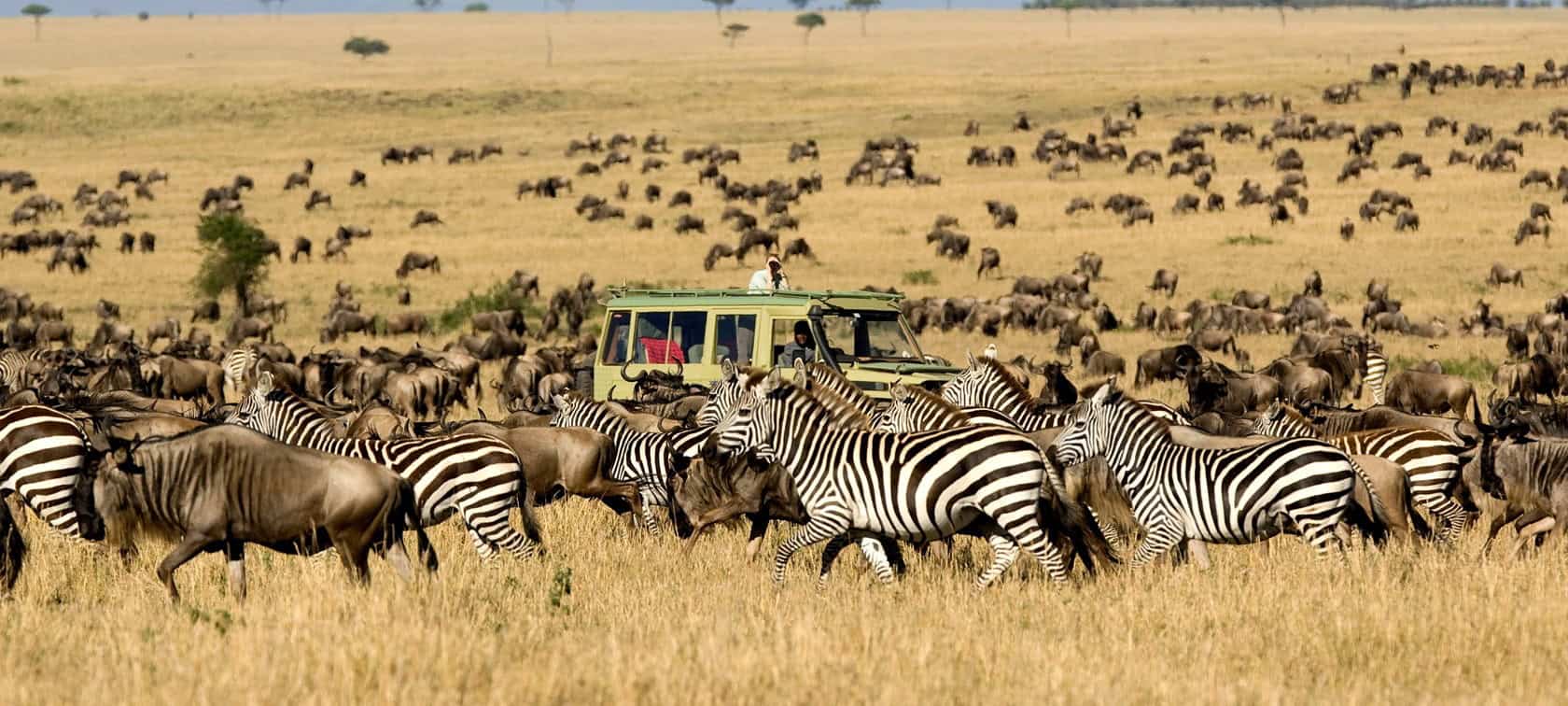 Great Migration Honeymoon Safari 1