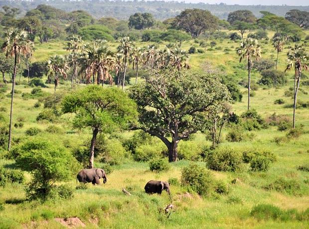 Romantic Safari Experience in Tarangire National Park