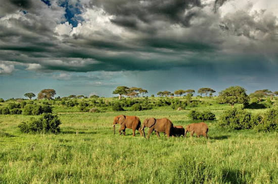Luxury Honeymoon in Tarangire National Park