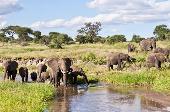 Couples Enjoying a Honeymoon in Tarangire National Park